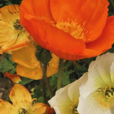 帝一娱乐手机app下载